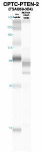 Click to enlarge image Western Blot using CPTC-PTEN-2 as primary Ab against MCF10A-KRAS cell lysate (lane 2). Also included are molecular wt. standards (lane 1).