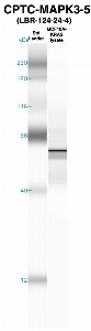 Click to enlarge image Western Blot using CPTC-MPK3-5 as primary Ab against MCF10A-KRAS cell lysate (lane 2). Also included are molecular wt. standards (lane 1).