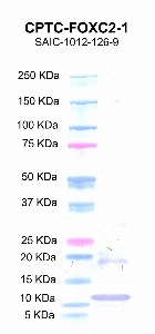 Click to enlarge image Western blot using CPTC-FOXC2-1 as primary antibody against FOXC2 protein domain comprising amino acids 1-70 (lane 2).  Molecular weight standards are also included (lane 1).