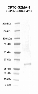Click to enlarge image Western blot using CPTC-GZMA-1 as primary antibody against human granzyme A (granzyme 1, cytotoxic T-lymphocyte-associated serine esterase 3) recombinant protein (lane 2).  Expected molecular weight - 28.8 kDa.  Molecular weight standards are also included (lane 1).