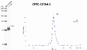Click to enlarge image Automated western blot using CPTC-CTLA4-2 as primary antibody against recombinant CTLA4 protein. Protein molecular weight is about 25 KDa, but the protein is glycosylated and runs at a higher molecular weight. The antibody cannot recognize recombinant CTLA4.