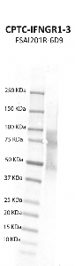 Click to enlarge image Western blot using CPTC-IFNGR1-3 as primary antibody against human interferon gamma receptor 1 (IFNGR1) recombinant protein (lane 2).  Expected molecular weight - 52.5 kDa.  Molecular weight standards are also included (lane 1).  Target protein is subject to glycosylation which can affect the migration in electrophoresis. This can make the target appear as a higher molecular weight protein.