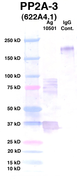 Click to enlarge image Western Blot using CPTC-PP2A-3 as primary Ab against Ag 10501 (lane 2). Also included are molecular wt. standards (lane 1) and mouse IgG control (lane 3).