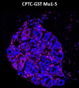 Click to enlarge image Imaging mass cytometry on normal breast tissue core using CPTC-GST Mu1-5 metal-labeled antibody.  Data shows an overlay of the target protein signal (red) and DNA (blue). Dilution: 1:100 of 0.5mg/mL stock. Signal was also obtained in other normal tissues (testis, liver, colon, appendix, bone marrow, breast, kidney, lung, and placenta) and cancer tissues (breast, colon, prostate, lung, and ovarian).