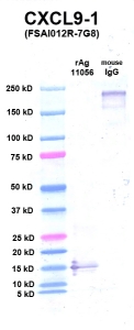 Click to enlarge image Western Blot using CPTC-CXCL9-1 as primary Ab against CXCL9 (rAg 11056) in lane 2. Also included are molecular wt. standards (lane 1) and mouse IgG control (lane 3).
