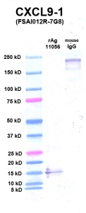 点击放大图像Western Blot，使用CPTC-CXCL9-1作为主要抗体对抗通道2中的CXCL9（rAg 11056）。还包括分子重量标准（通道1）和小鼠IgG控制（通道3）。