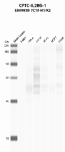 Click to enlarge image Automated western blot using CPTC-IL2RG-1 as primary antibody against PBMC (lane 2), HeLa (lane 3), Jurkat (lane 4), A549 (lane 5), MCF7 (lane 6), and NCI-H226 (lane 7) whole cell lysates.  Expected molecular weight - 42.3 kDa and 20.1 kDa.  Molecular weight standards are also included (lane 1).