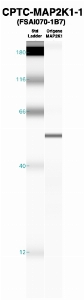 Click to enlarge image Western Blot using CPTC-MAP2K1-1  as primary Ab against recombinant MAP2K1 (lane 2). Also included are molecular wt. standards (lane 1).