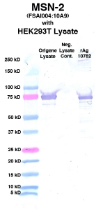 点击放大图像Western Blot，使用CPTC-MSN-2作为主要抗体对抗来自Origene瞬时过度表达的HEK293T细胞的细胞裂解物（第2通道）。还包括分子重量标准物（第1道）、非转染HEK293T细胞的裂解物作为阴性对照物（第3道）和重组Ag-MSN（NCI 10782）（第4道）。 