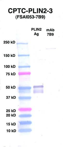 点击放大图像Western Blot，使用CPTC-PLIN2-3作为主要抗体对抗PLIN2（rAg 00092）（通道2）。还包括分子重量标准品（泳道1）和小鼠IgG对照品（泳道3）。