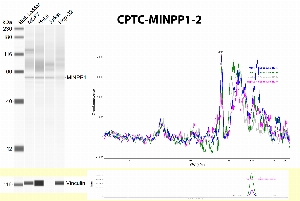 Click to enlarge image Automated western blot using CPTC-MINPP1-1 antibody against cell lysates of MCF7, HeLa, Jurkat and HepG2. The antibody is able to detect the target in the tested cell lines (weakly for HepG2). The same cell lines have been tested for Vinculin as loading control.