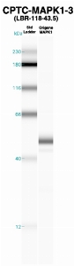 Click to enlarge image Western Blot using CPTC-AKT2-1 as primary Ab against recombinant MAPK1-3 (lane 2). Also included are molecular wt. standards (lane 1).