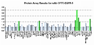 Click to enlarge image Protein Array in which CPTC-EGFR-5 is screened against the NCI60 cell line panel for expression. Data is normalized to a mean signal of 1.0 and standard deviation of 0.5. Color conveys over-expression level (green), basal level (blue), under-expression level (red).