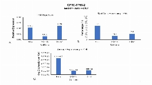 Click to enlarge image Single cell western blot using CPTC-TP53-2 as a primary antibody against cell lysates. Relative expression of total TP53 in HeLa, MCF10A, and LCL57 cells (A).  Percentage of cells that express TP53 (B). Average expression of TP53 protein per cell (C). All data is normalized to β-tubulin expression.