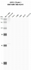 Click to enlarge image Automated western blot using CPTC-CTLA4-1 as primary antibody against buffy coat (lane 2), HeLa (lane 3), Jurkat (lane 4), A549 (lane 5), MCF7 (lane 6), and H226 (lane 7) whole cell lysates.  Expected molecular weight - 24.7​ kDa, 6.6 kDa,​ 6.7 kDa, ​8.9 kDa,​ and 19.1 kDa​.  Molecular weight standards are also included (lane 1).