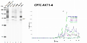 Click to enlarge image Automated western blot using CPTC-AKT1-4 as primary antibody against whole lysates of cell lines cell MDA-MB-231, HT-29, MCF7, T47D, SK-OV-3, and HeLa. The antibody cannot recognize the target in the cell lysates.