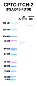 Click to enlarge image Western Blot using CPTC-ITCH-2 as primary Ab against ITCH (rAg 00010) (lane 2). Also included are molecular wt. standards (lane 1) and mouse IgG control (lane 3).