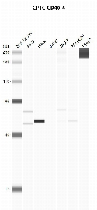 Click to enlarge image Automated western blot using CPTC-CD40-4 as primary antibody against A549 (lane 2), HeLa (lane 3), Jurkat (lane 4), MCF7 (lane 5), H226 (lane 6), and PBMC (lane 7) whole cell lysates.  Expected molecular weight - 30.6 kDa and 22.3 kDa.  Molecular weight standards are also included (lane 1). HeLa is positive. A549, MCF7, and H226 are presumed positive. All other cell lines are negative. Target protein is subject to glycosylation which can affect the migration in electrophoresis. This can make the target appear as a higher molecular weight protein.