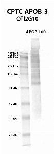 Click to enlarge image Western blot using CPTC-APOB-3 as primary antibody against human APOB 100 native protein (lane 2). Expected molecular weight - 516 kDa.  Molecular weight standards are also included (lane 1).