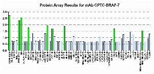 Click to enlarge image Protein Array in which CPTC-BRAF-7 is screened against the NCI60 cell line panel for expression. Data is normalized to a mean signal of 1.0 and standard deviation of 0.5. Color conveys over-expression level (green), basal level (blue), under-expression level (red).