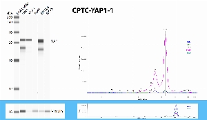 Click to enlarge image Automated WB using CPTC-YAP1-1 as primary antobody agaisnt the whole cell lysates of HeLa, MCF7, A549, SF-268 and EKVX. The antibody was able to detect the target protein in HeLa, MCF7 and SF-268. The same cell lines were also tested with an anti-vinculin antibodies, and they all express the protein.
