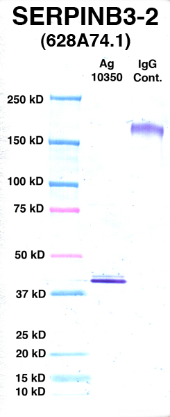 Click to enlarge image Western Blot using CPTC-SERPINB3-2 as primary Ab against Ag 10350 (lane 2). Also included are molecular wt. standards (lane 1) and mouse IgG control (lane 3).