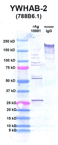 Click to enlarge image Western Blot using CPTC-YWHAB-2 as primary Ab against YWHAB (rAg 10981) in lane 2. Also included are molecular wt. standards (lane 1) and mouse IgG control (lane 3).