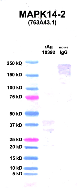 Click to enlarge image Western Blot using CPTC-MAPK14-2 as primary Ab against Ag 10392 (lane 2). Also included are molecular wt. standards (lane 1) and mouse IgG control (lane 3).