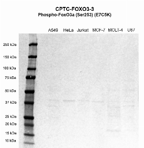 Click to enlarge image Western Blot using CPTC-FOXO3-3 as primary antibody against cell lysates A549 (lane 2), HeLa (lane 3), Jurkat (lane 4), MCF-7 (lane 5), MOLT-4 (lane 6), and U87 (lane 7). Molecular weight standards are also included (lane 1). All cell lines are negative. Expected molecular weights – 71.2 kDa and 48.4kDa.