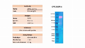 Click to enlarge image Western blot using CPTC-EGFR-5 of recombinant EGFR in over-expressed lysate. The antibody is able to detect the target protein. Expected MW is 134 KDa.
