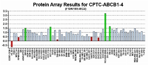 Click to enlarge image This antibody is not suitable for use in a Reverse Phase Protein Array format as described in SOP M-105.