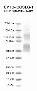Click to enlarge image Western blot using CPTC-ICOSLG-1 as primary antibody against human inducible T-cell co-stimulator ligand (ICOSLG) recombinant protein (lane 2). Expected molecular weight - 33.2 kDa.  Molecular weight standards are also included (lane 1).