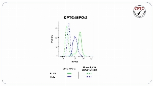Click to enlarge image Flow cytometric analysis of Myeloperoxidase (MPO) expression using CPTC-MPO-2 mouse IgG2b antibody. HL-60 cells were fixed, permeabilized, and then stained with CPTC-MPO-2 (solid green) or concentration-matched mouse IgG2b isotype control (dashed green) antibodies. HeLa cells were fixed, permeabilized, and then stained with CPTC-MPO-2 (solid blue) or concentration-matched mouse IgG2b isotype control (dashed blue) antibodies. A BV421 conjugated goat anti-mouse IgG was used as a secondary antibody. All data were analyzed using FlowJo.