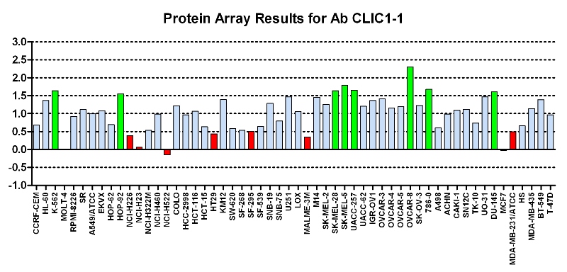 Click to enlarge image Protein Array in which CPTC-CLIC1-1 is screened against the NCI60 cell line panel for expression. Data is normalized to a mean signal of 1.0 and standard deviation of 0.5. Color conveys over-expression level (green), basal level (blue), under-expression level (red).