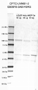 Click to enlarge image Western Blot using CPTC-LMNB1-2 as primary antibody against cell lysates LCL57 (lane 2), HeLa (lane 3) and MCF10A (lane 4). Also included are molecular weight standards (lane 1).