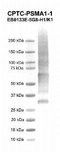 Click to enlarge image Western blot using CPTC-PSMA1-1 as primary antibody against human proteasome (prosome, macropain) subunit, alpha type, 1 (PSMA1), transcript variant 2 recombinant protein (lane 2). Expected molecular weight - 28.9 kDa.  Molecular weight standards are also included (lane 1).