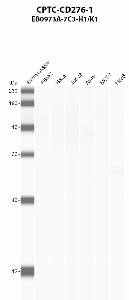 Click to enlarge image Automated western blot using CPTC-CD276-1 as primary antibody against PBMC (lane 2), HeLa (lane 3), Jurkat (lane 4), A549 (lane 5), MCF7 (lane 6), and NCI-H226 (lane 7) whole cell lysates.  Expected molecular weights - 57 kDa, 44 kDa, 53 kDa.  Molecular weight standards are also included (lane 1).