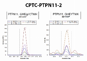 Click to enlarge image Immuno-MRM using CPTC-PTPN11-2 as capture antibody against the phosphorylated synthetic peptide GHE(pY)TNIK (phosphosite Y542) and the correspondent  non-phosphorylated peptide GHEYTNIK. Antibody CPTC-PTPN11-2 captures specifically the phosphorylated synthetic peptide, but not the correspondent non-phosphorylated peptide.