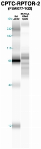 Click to enlarge image Western Blot using CPTC-RPTOR-2 as primary Ab against MCF10A-KRAS cell lysate (lane 2). Also included are molecular wt. standards (lane 1).