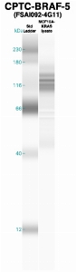 Click to enlarge image Western Blot using CPTC-BRAF-5 as primary Ab against MCF10A-KRas cell lysate (lane 2). Also included are molecular wt. standards (lane 1).