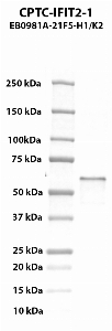 Click to enlarge image Western blot using CPTC-IFIT2-1 as primary antibody against human interferon-induced protein with tetratricopeptide repeats 2 (IFIT2) recombinant protein (lane 2).  Expected molecular weight - 54.5 kDa.  Molecular weight standards are also included (lane 1).