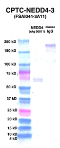 Click to enlarge image Western Blot using CPTC-NEDD4-3 as primary Ab against NEDD4 (rAg 00011) (lane 2). Also included are molecular wt. standards (lane 1) and mouse IgG control (lane 3).