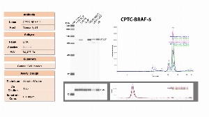 Click to enlarge image Simple Western assay using CPTC-BRAF-5 as primary antibody against the whole cell lysates of the cancer cells RPMI-8226, SNB-75, HL-60, NCI/ADR-RES, CCRF-CEM and SR. The target protein BRAF has been detected in all cell lines, except for HL-60. All the cell lines were probed with anti-CytC antibody, and they all show expression of the housekeeping protein at different level.