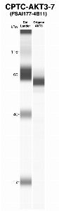 Click to enlarge image Western Blot using CPTC-AKT3-7 as primary Ab against recombinant AKT3 (lane 2). Also included are molecular wt. standards (lane 1).