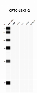 点击放大图像，使用CPTC-LBX1-2作为抗细胞裂解物A549、H226、HeLa、Jurkat和MCF7的主要抗体的自动Western Blot。预计MW为30.2 KDa。所有细胞裂解呈阴性。还包括分子量标准（车道1）。