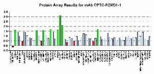 Click to enlarge image Protein Array in which CPTC-FOXO1-1 is screened against the NCI60 cell line panel for expression. Data is normalized to a mean signal of 1.0 and standard deviation of 0.5. Color conveys over-expression level (green), basal level (blue), under-expression level (red).