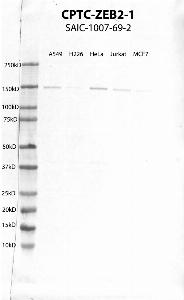 Click to enlarge image Western Blot using CPTC-ZEB2-1 as primary antibody against cell lysates A549, H226, HeLa, Jurkat and MCF7. Expected MW of 136 KDa. Positive for A549, Hela, Jurkat and weak for H226 and MCF7.  Molecular weight standards are also included (lane 1).