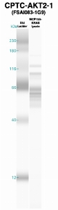 Click to enlarge image Western Blot using CPTC-AKT2-1 as primary Ab against MCF10A-KRAS cell lysate (lane 2). Also included are molecular wt. standards (lane 1).
