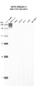 Click to enlarge image Automated western blot using CPTC-PDCD1-1 as primary antibody against buffy coat (lane 2), HeLa (lane 3), Jurkat (lane 4), A549 (lane 5), MCF7 (lane 6), and NCI-H226 (lane 7) whole cell lysates.  Expected molecular weight - 31.6 kDa.  Molecular weight standards are also included (lane 1).