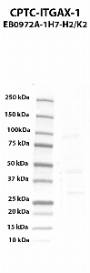 Click to enlarge image Western blot using CPTC-ITGAX-1 as primary antibody against human integrin, alpha X (complement component 3 receptor 4 subunit) (ITGAX) transient overexpression lysate (lane 2).  Expected molecular weight - 127.8 kDa.  Molecular weight standards are also included (lane 1).  Target protein is subject to glycosylation which can affect the migration in electrophoresis. This can make the target appear as a higher molecular weight protein.